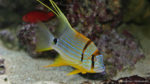 Symphorichthys spilurus (Zoo Jazac, Duisbourg, mars 2011)