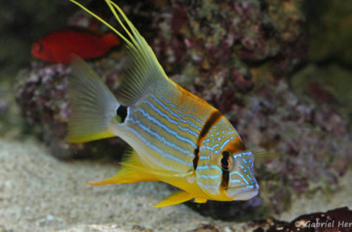 Symphorichthys spilurus (Zoo Jazac, Duisbourg, mars 2011)