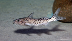 Synodontis njassae (Aqua Treff, Meerbusch, Allemagne, mai 2014)