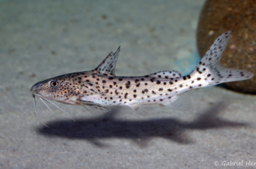 Synodontis njassae (Aqua Treff, Meerbusch, Allemagne, mai 2014)