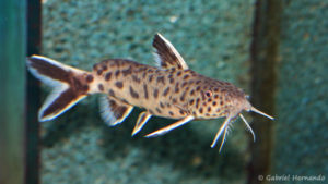 Synodontis petricola (Aqua Treff, Meerbusch, Allemagne, mars 2011)