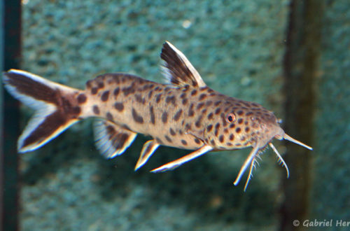 Synodontis petricola (Aqua Treff, Meerbusch, Allemagne, mars 2011)