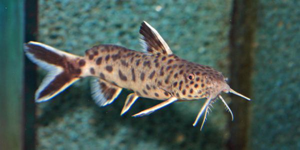 Synodontis petricola (Aqua Treff, Meerbusch, Allemagne, mars 2011)