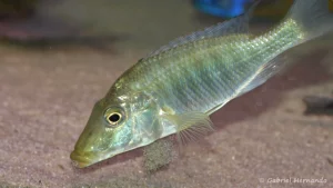 Taeniolethrinops praeorbitalis (Aqua Treff, Meerbusch, Allemagne, mars 2011)