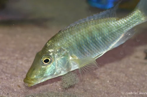 Taeniolethrinops praeorbitalis (Aqua Treff, Meerbusch, Allemagne, mars 2011)