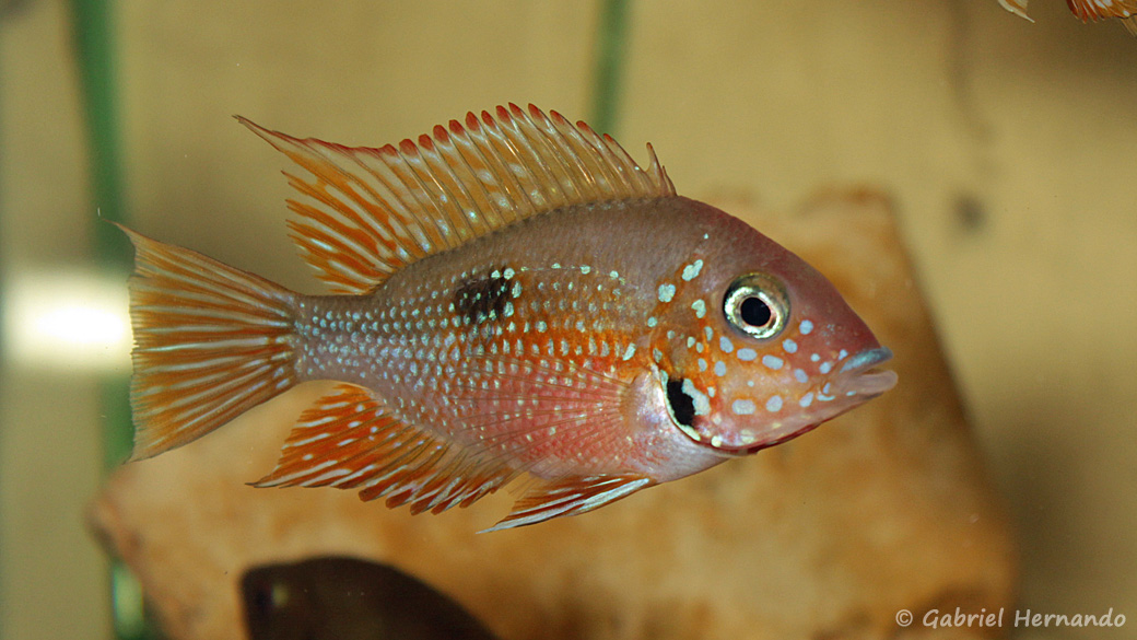 Thorichthys aureus (Hobby Zoo Tillman, Duisbourg, mai 2005)