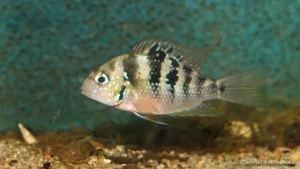 Thorichthys panchovillai, Mixtequita, Mexique (Club aquariophile de Vernon, janvier 2023)