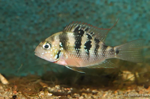 Thorichthys panchovillai, Mixtequita, Mexique (Club aquariophile de Vernon, janvier 2023)