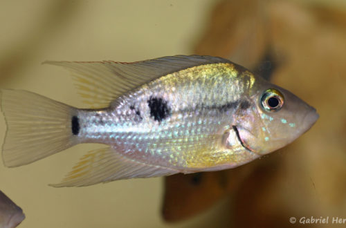 Thorichthys pasionis, variété de Catazaja, au Mexique (Hobby Zoo Tillman, Duisbourg, mai 2013)