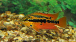 Trichromis salvini (Hobby Zoo Tillman, Duisbourg, mai 2014)