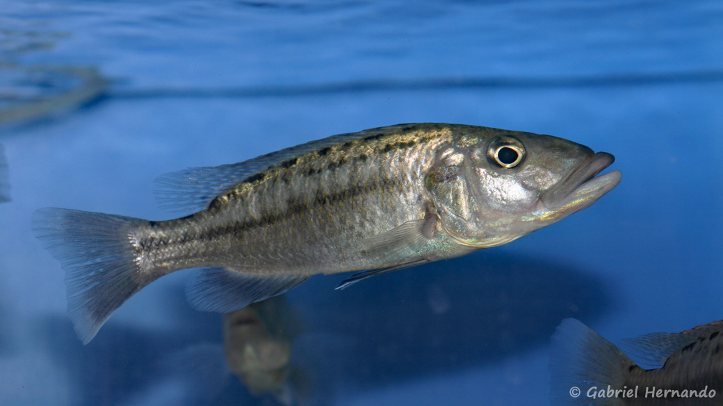 Tyranochromis macrostoma (Abysse, janvier 2009)