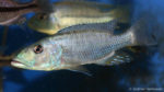 Tyranochromis macrostoma (Abysse, janvier 2009)