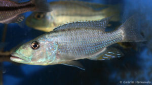 Tyranochromis macrostoma (Abysse, janvier 2009)