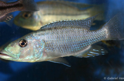 Tyranochromis macrostoma (Abysse, janvier 2009)