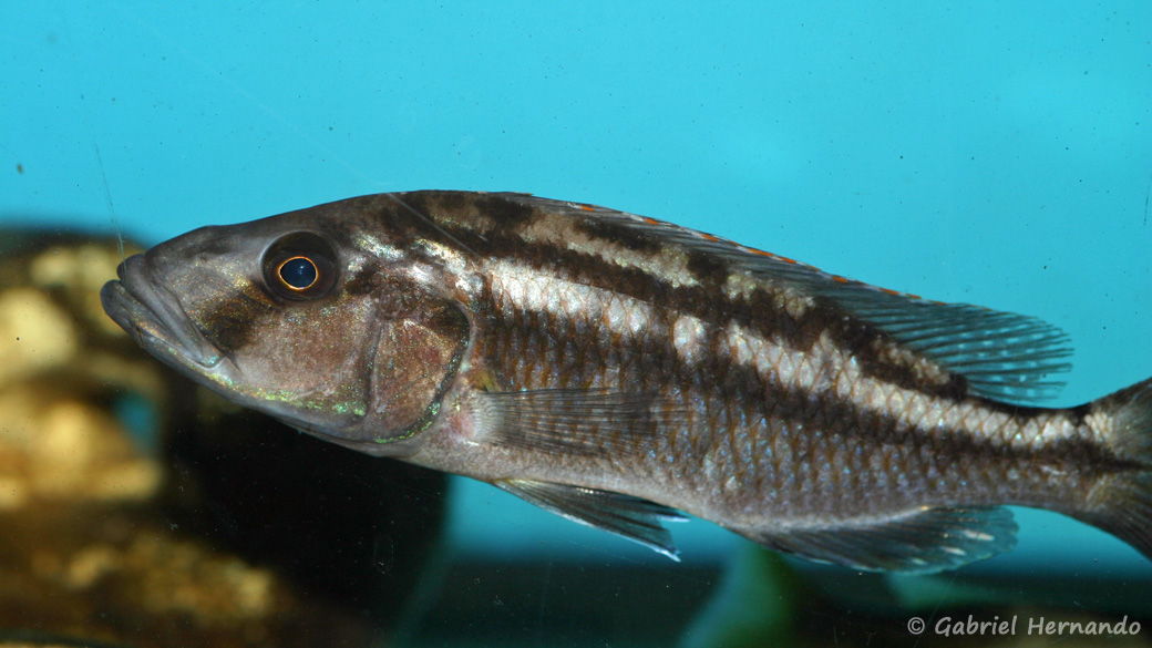 Tyranochromis macrostoma (Aqua Treff, Duisbourg, mars 2009)