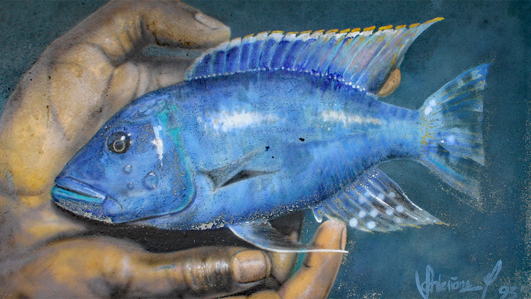 Tyranochromis nigriventer, d'après une photo de Ad Konings, sur le mur extérieur du magasin Aqua-Treff (Meerbusch, Allemagne, mars 2009)