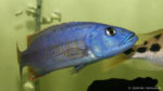 Tyranochromis nigriventer (Aquabeek, Pays-Bas, mars 2011)