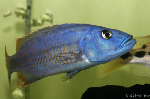 Tyranochromis nigriventer (Aquabeek, Pays-Bas, mars 2011)