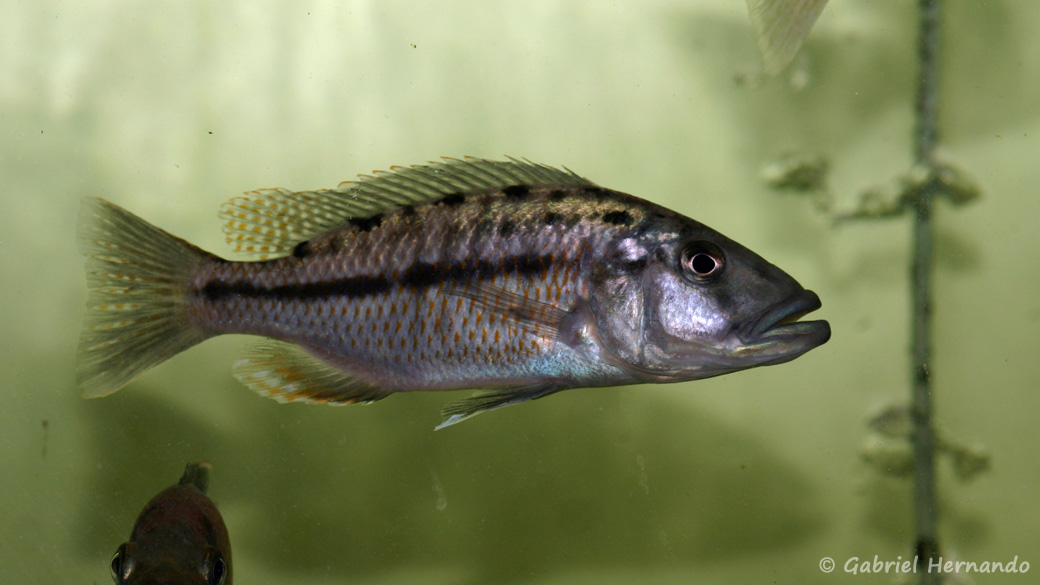 Tyranochromis nigriventer (Aquabeek, Pays-Bas, mars 2011)