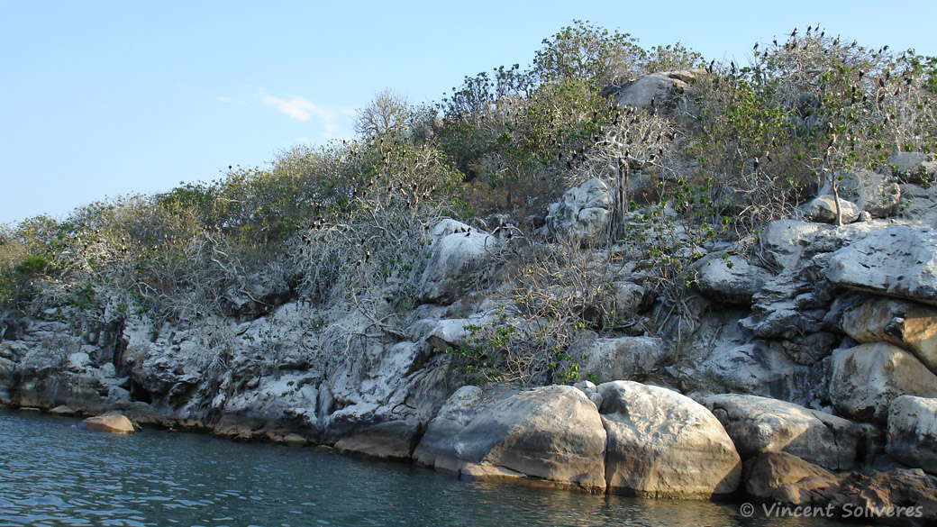 Namalenje Island, avec de nombreux cormorans à coup blanc