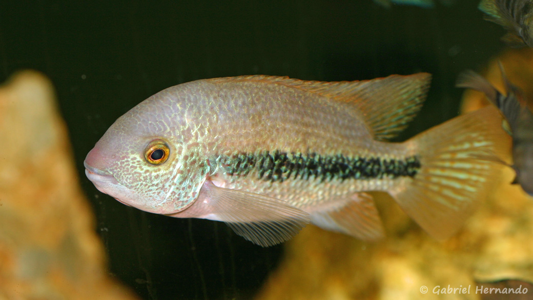 Vieja hartwegi (Hobby Zoo Tillman, Duisbourg, mai 2013)