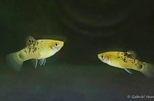 Xiphophorus maculatus, Puente Felipe Angeles, Mexique (congrès AFV, octobre 2022)