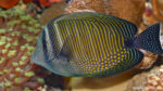 Zebrasoma desjardinii (Zoo Jazac, Duisbourg, mars 2011)
