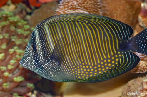 Zebrasoma desjardinii (Zoo Jazac, Duisbourg, mars 2011)